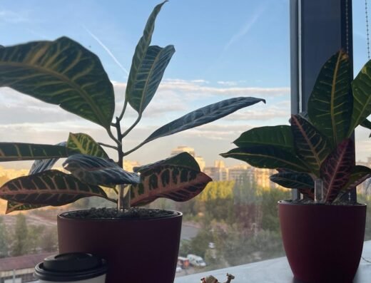 Cabinet de Psihologie Alina Nitu