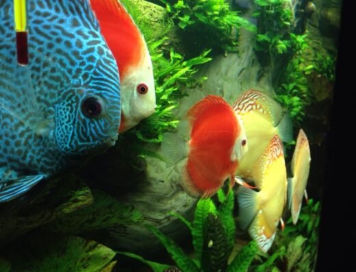 Cabinet Psihoterapie si Psihologie Dr. Teodor Vasile